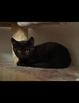 Bombay Kitten und Katze - Dortmund