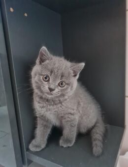 BKH Kitten mit EU Pass + Mikrochip abzugeben !! - Singen (Hohentwiel) Zentrum
