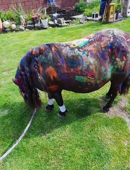 Kindergeburtstag mit einem Shetlandpony – ein unvergessliches Erlebnis! - Dortmund Aplerbeck