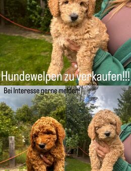 Goldendoodle Welpen zu verkaufen - Neulewin
