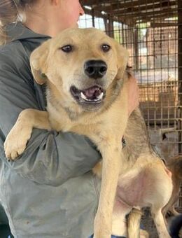 GELA ~ anhänglich und verschmust - Duisburg