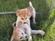Akita Inu Welpen - Vlotho