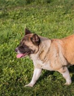 HEXE - ruhig, bedächtig, freundlich - Overath