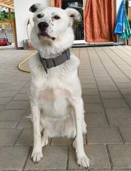 ❤️Bella...ein Herz auf vier Pfoten! - Eutingen (Gäu)