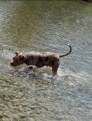 American bully XL in 80331