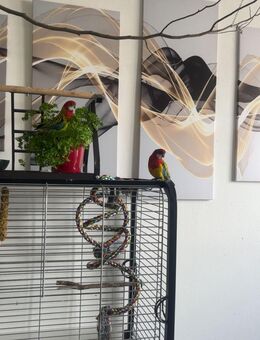 Zwei Rosellas (ca. 1,5 Jahre, Männchen & Weibchen) mit großem Käfig, Zubehör, Futter & Sand abzugeben - Glauchau