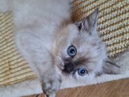 Entzückende BKH-Mix-Kitten - Mühlingen