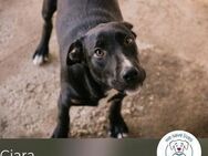 Ciara: Hundekind sucht ein Zuhause - Kirchzell