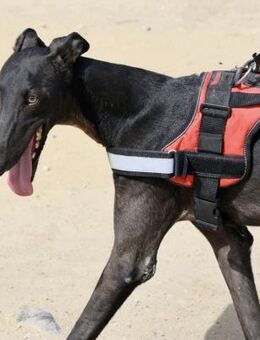 Hank, lernwillig, zutraulich, freundlich - Westerholt