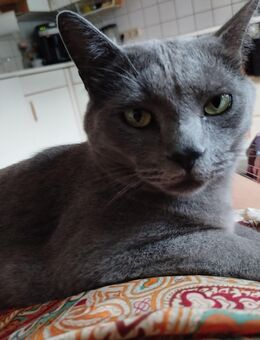 3 jähriger kastrierter Freigänger Kater - Gemünden (Main)