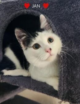 Jan ein kleiner Sonnenschein - Stein-Wingert