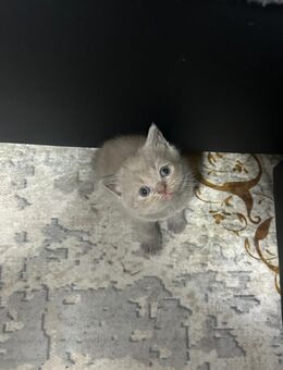 Reinrassige BKH-Kitten suchen ein liebevolles Zuhause - Solingen (Klingenstadt) Zentrum