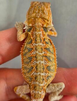 Bartagame NZ hypo blue tiger ( genetic stripe, yellow, orange red - Hargesheim