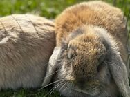 Kaninchen, zwergkaninchen/Zwergwidder Dame - Baar-Ebenhausen
