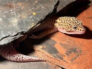 Leopardgecko Männchen Snake Eye - Frankfurt (Main)