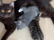 Bkh Kitten ab 10.7.25 abgabebereit - Darmstadt Bessungen