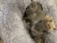 BKH Kitten grau und beige - Florstadt