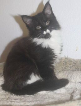 Maine Coon Kitten, weiblich - Münchberg