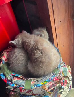 BKH Kitten Buben Grey Reinrassig - Cappeln (Oldenburg)