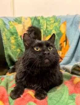 🐾 Sanfter Kater Plüsch 🐾 - Eislingen (Fils)