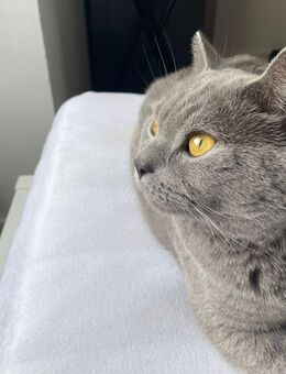 Reinrassiger BKH Kater - Gelsenkirchen