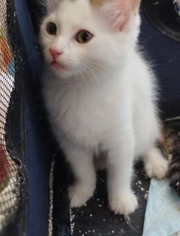 💔Zarte Tara sucht Wärme💔 - Eislingen (Fils)