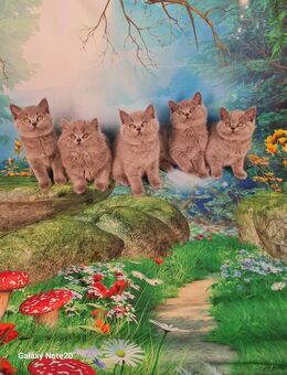 BKH Kitten mit Stammbaum. - Sömmerda