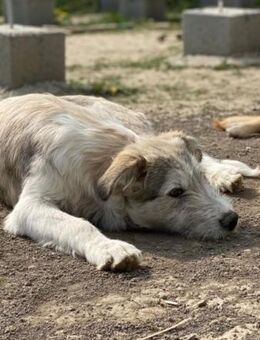 Hermann braucht Geduld - Steinhagen (Nordrhein-Westfalen)