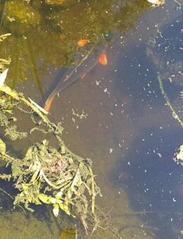 Koi Fische - Owschlag