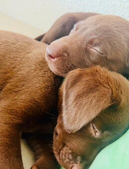 Wunderschöne reinrassige Labradorwelpen 😊 - Krefeld