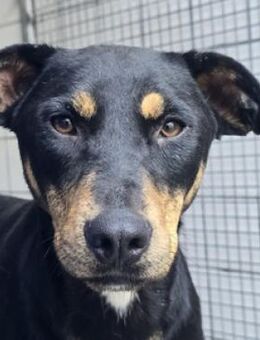 Hundedame AGATA - Gefrees