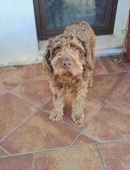 Traum Wasserhund Curro sucht# - Essen