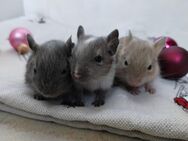 3 niedliche Degu Girls in unterschiedlichen Farben,auch Sonderfarbe:blue non,Creme suchen ihren Lieblingsmenschen - Hille