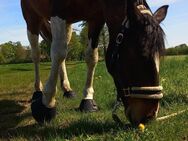 Irish Cob schweren herzens abzugeben - Barver