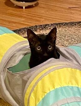 🖤Liebevoller junger Kater Ozzy🖤 - Eislingen (Fils)