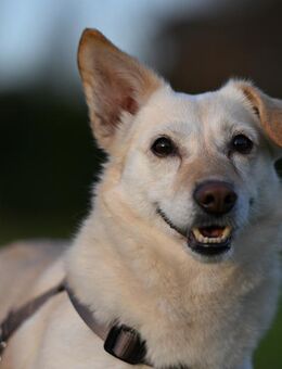 Für Luna soll bald wieder die Sonne scheinen - Krefeld
