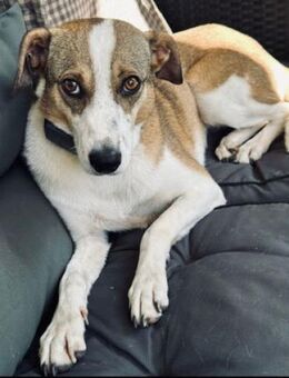 Nini ist eine sanfte, so liebe Hündin! - Karben