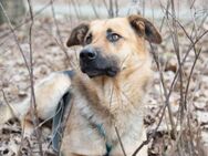 Verschmuster hübscher Traumhund Garry❤️ - Rott (Inn)