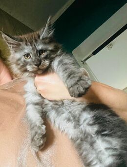 Maine Coon Kitten XXL - Kassel