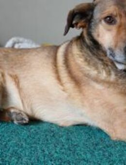 Hast du einen Platz für MacKenzie? - München