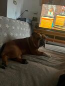 Englische Bulldogge 22 Monate in 27570