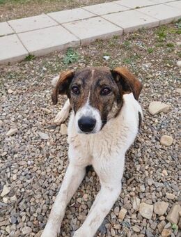 🐕 Sanfte Lulu2 lieb und treu 💫 - Eislingen (Fils)