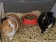 Die zwei Meerschweinchen suchen ein neues Zuhause in 95100
