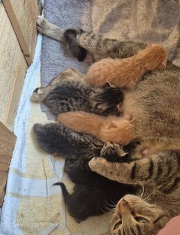 6 Katzenbabys ab 24.10.25 abzugeben - Nünchritz