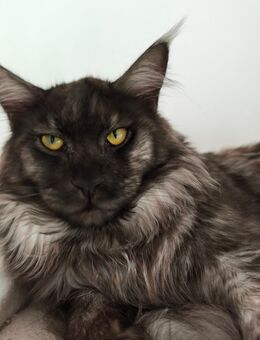 Deckkater reinrassige Maine Coon Kater - Baden-Baden Zentrum