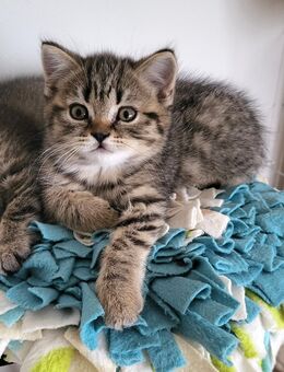 Super süße BKH Kitten - Koblenz