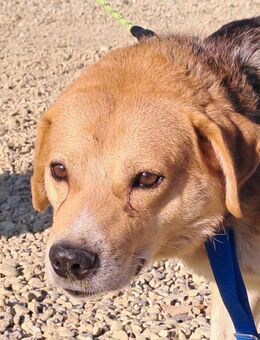 Bobby möchte gerne Zuhause ankommen - Mannheim