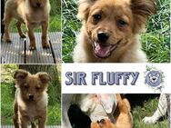 SIR FLUFFY * kleines Freufrüchtchen - Duisburg