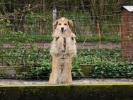 Hundedame Maya DRINGEND! - Ihlienworth