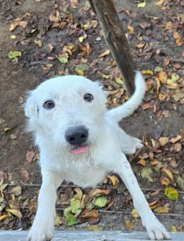 Tolle Junghündin Kiwi sucht Familie - Düsseldorf